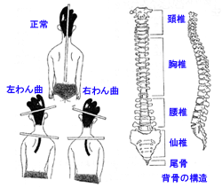 プロポーションクリニック池袋美健センター：背骨の構造